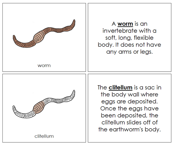 Parts of a Worm Nomenclature Book - Montessori Print Shop