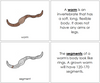 Worm Nomenclature book - Montessori Print Shop