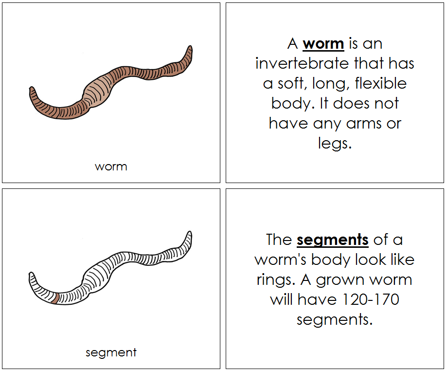 Worm Nomenclature book - Montessori Print Shop Digital Download