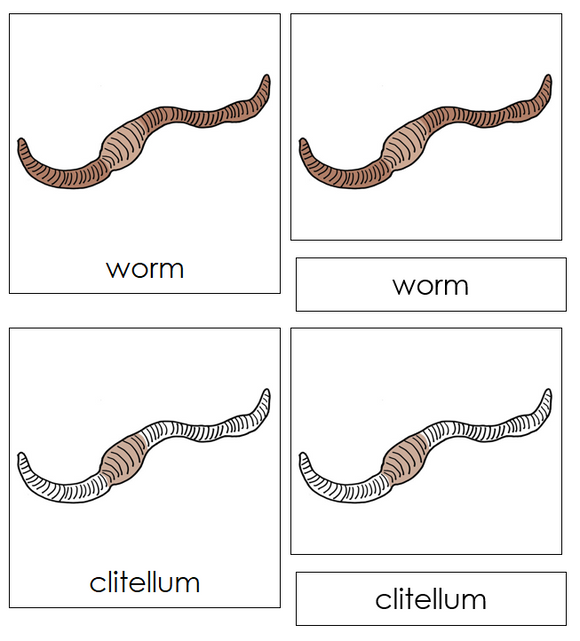 Worm Nomenclature Cards - Montessori Print Shop