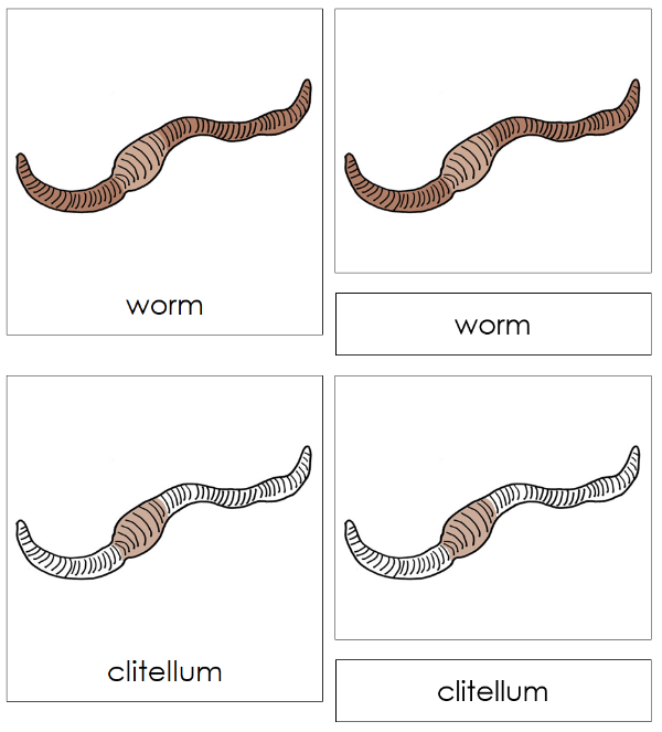 Parts of a Worm 3-Part Nomenclature Cards - Montessori Print Shop Digital Download