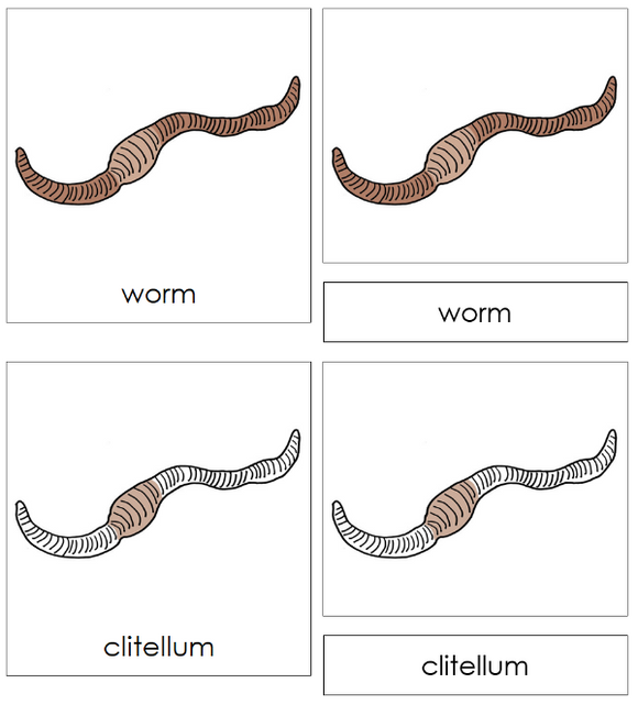 Parts of a Worm 3-Part Nomenclature Cards - Montessori Print Shop Digital Download