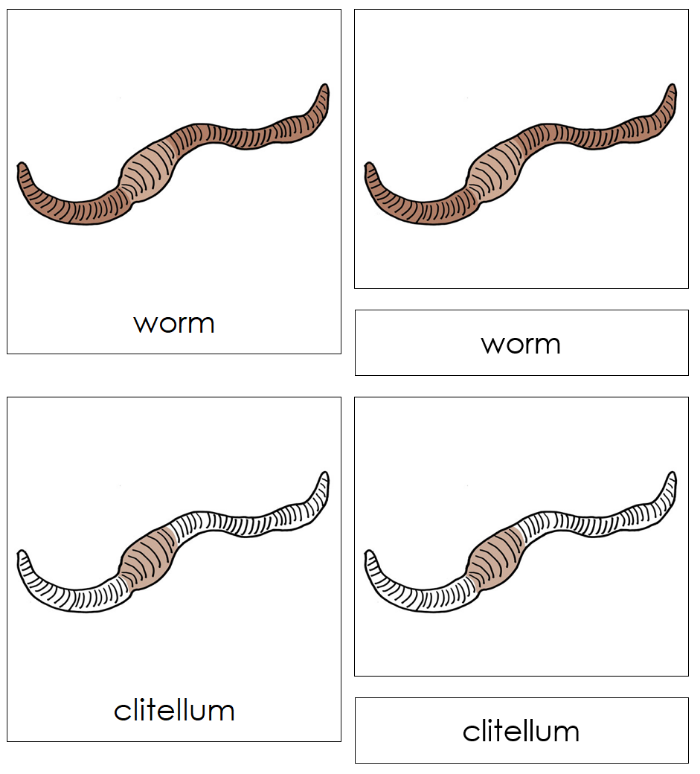 Parts of a Worm Nomenclature Cards - Montessori Print Shop Digital Download