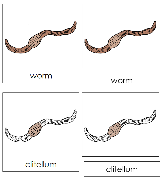 Parts of a Worm Nomenclature 3-Part Cards - Montessori Print Shop