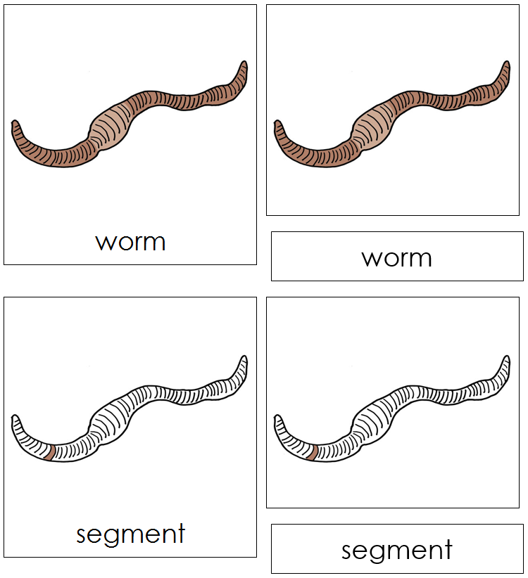 Parts of a Worm Nomenclature book - Montessori Print Shop