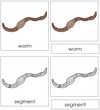 Parts of a Worm Nomenclature book - Montessori Print Shop