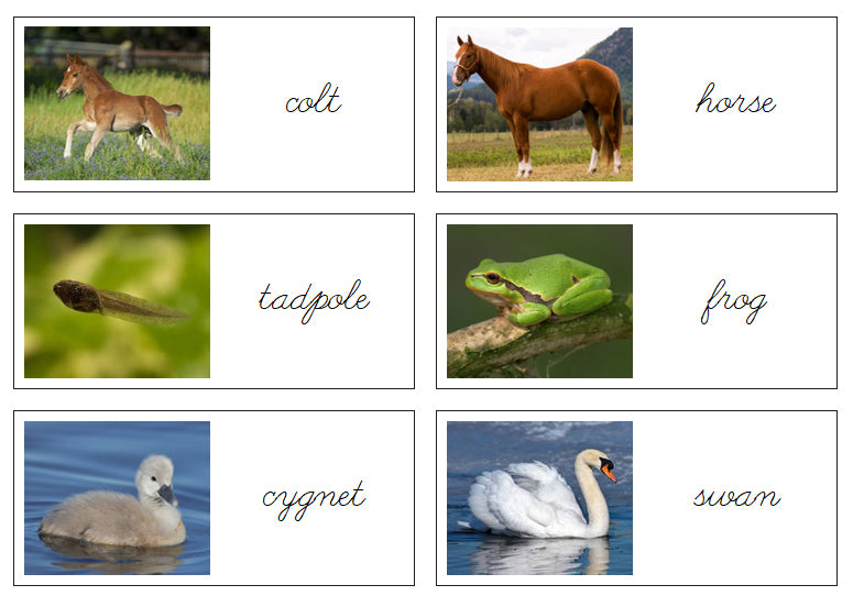 Young & Adult Animal Matching Cards (cursive) - Montessori Print Shop Digital Download