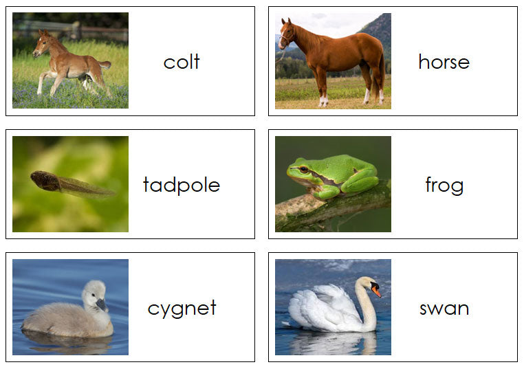 Young and adult cards - Montessori Print Shop Digital Download