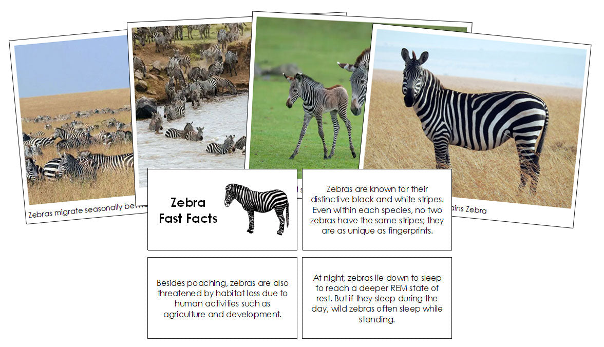 Zebra Fast Facts & Pictures - Montessori Print Shop Digital Download
