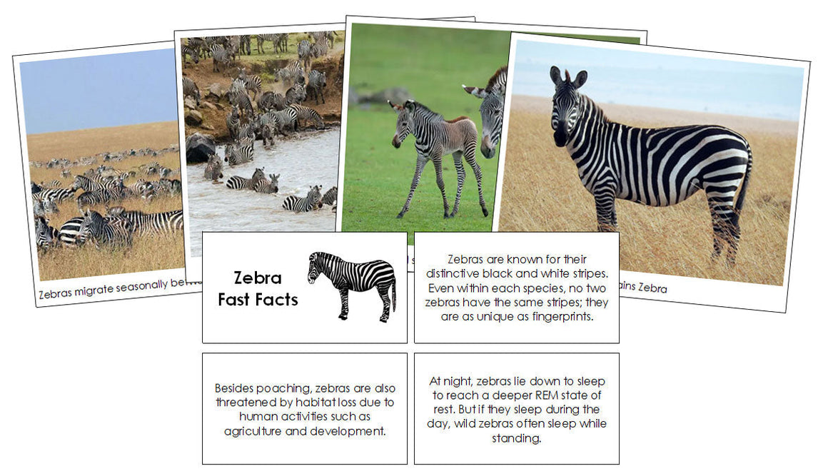 Zebra Fast Facts & Pictures - Montessori Print Shop