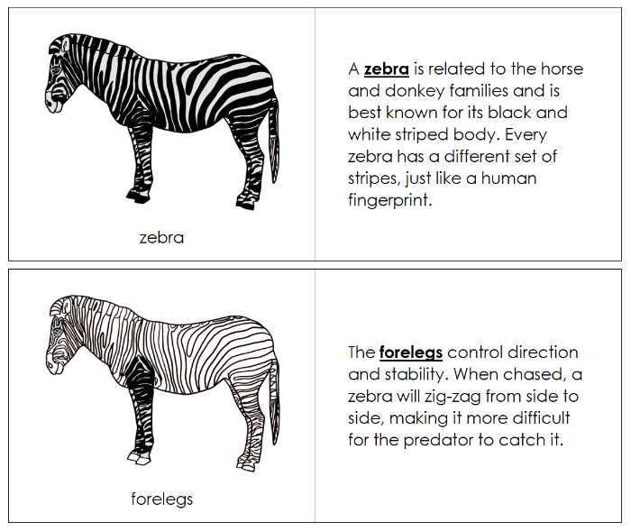 Parts of a Zebra Nomenclature Book - Montessori Print Shop Digital Download
