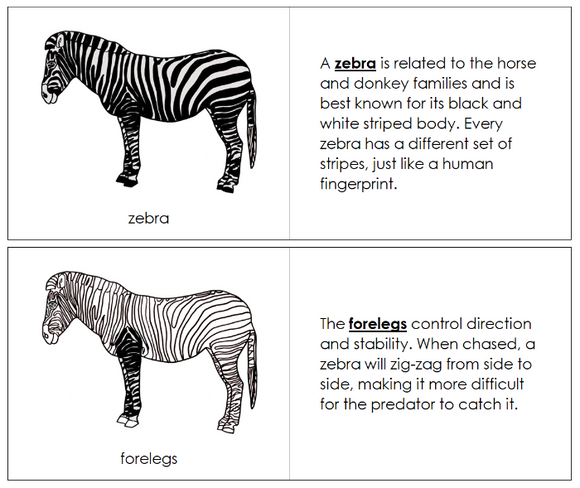 Parts of a Zebra Nomenclature Book - Montessori Print Shop Digital Download