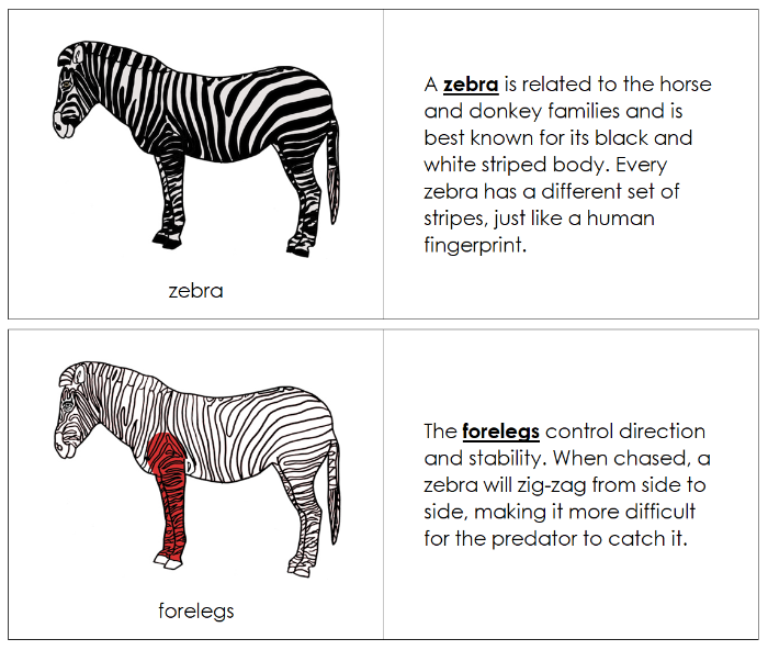 Parts of a Zebra Nomenclature Book (red) - Montessori Print Shop Digital Download