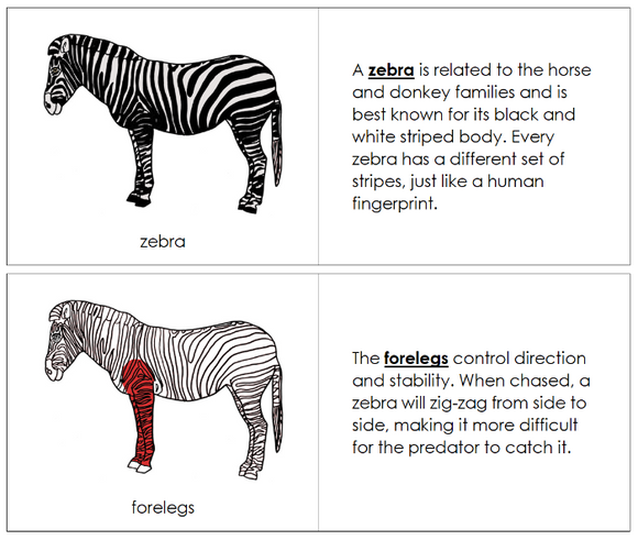 Parts of a Zebra Nomenclature Book (red) - Montessori Print Shop Digital Download