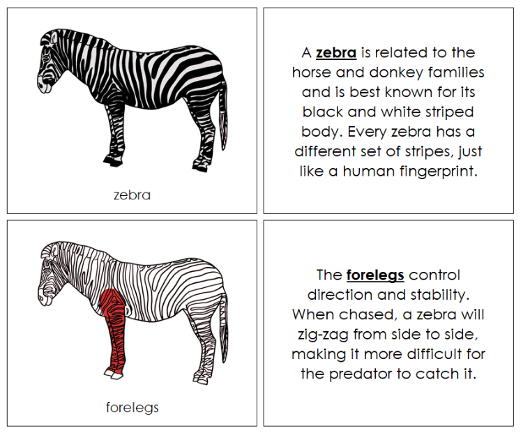 Parts of a Zebra Nomenclature Book (red) - Montessori Print Shop Digital Download