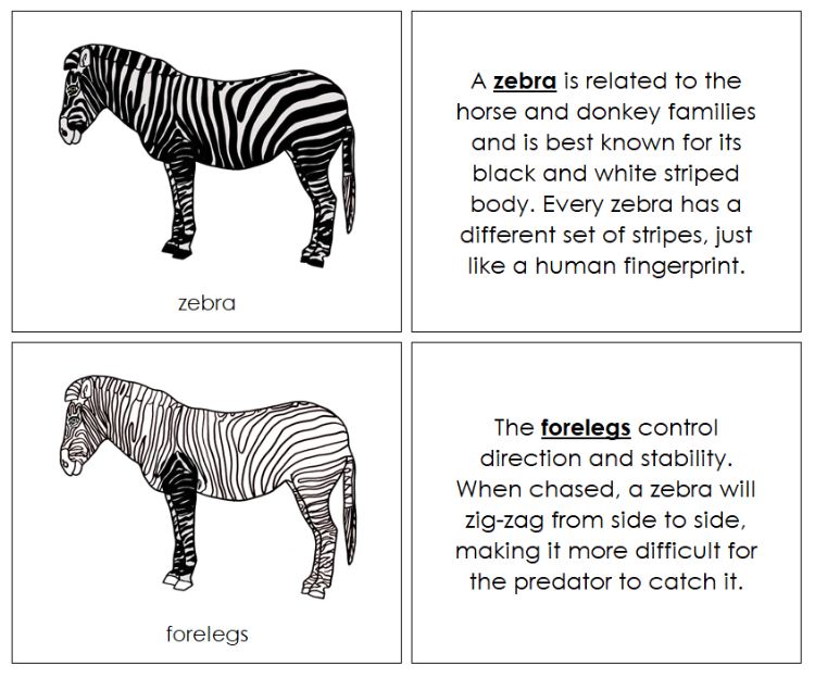 Parts of a Zebra Nomenclature Book - Montessori Print Shop Digital Download