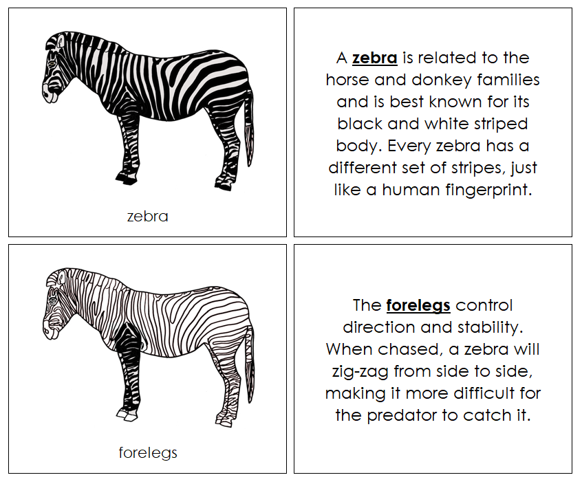 Parts of a Zebra Nomenclature Book - Montessori Print Shop