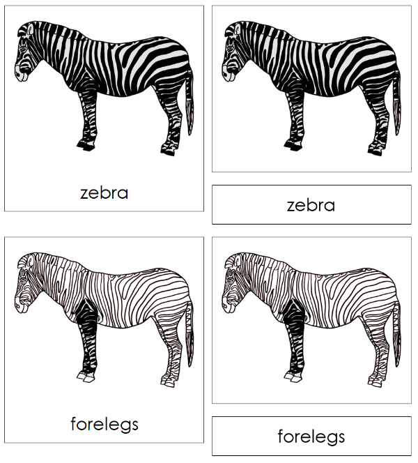 Parts of a Zebra 3-Part Nomenclature Cards - Montessori Print Shop Digital Download