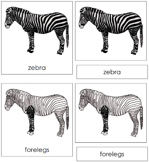 Zebra Nomenclature 3-Part Cards - Montessori Print Shop