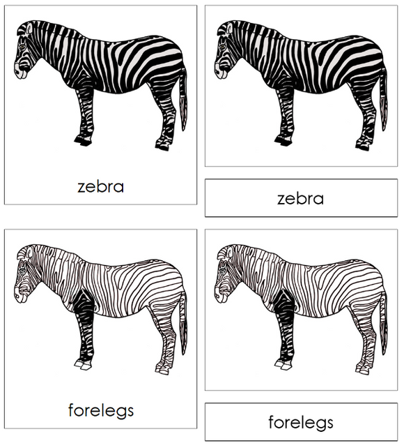 Parts of a Zebra 3-Part Nomenclature Cards - Montessori Print Shop Digital Download
