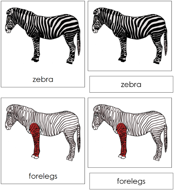 Parts of a Zebra Nomenclature Cards (red) - Montessori Print Shop Digital Download