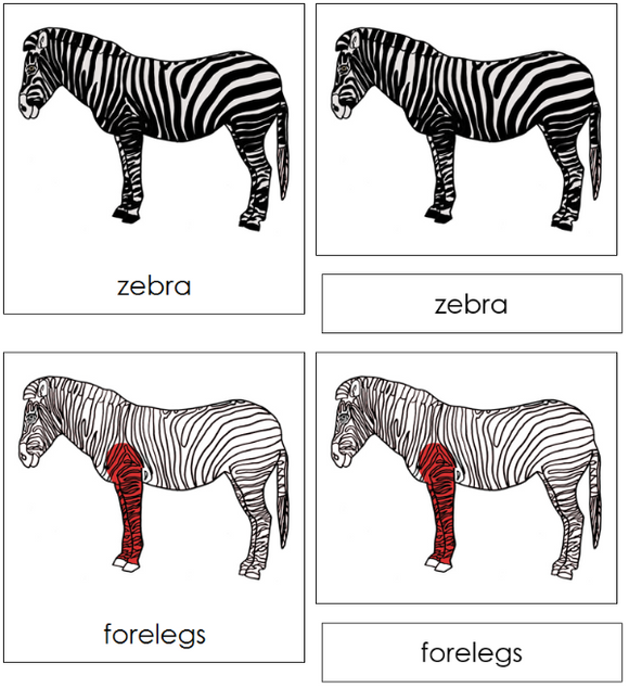 Parts of a Zebra Nomenclature Cards (red) - Montessori Print Shop Digital Download