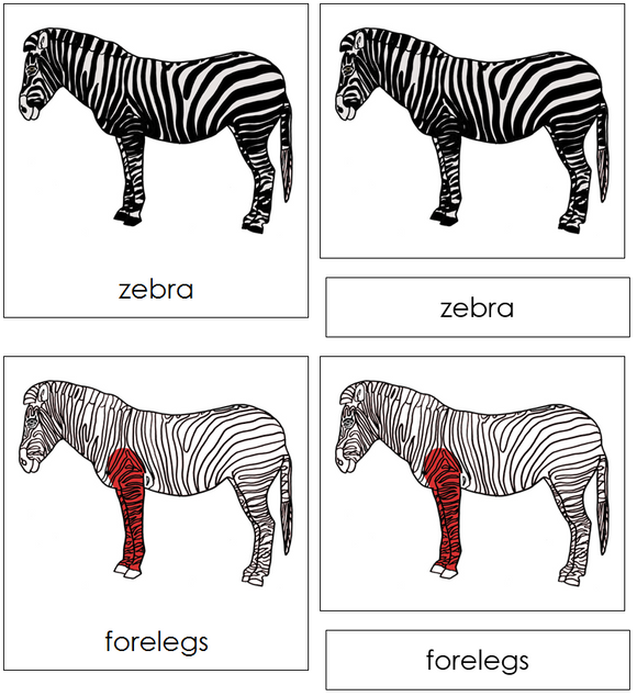 Zebra Nomenclature Cards (red) - Montessori Print Shop