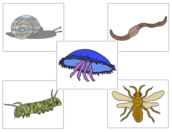 Zoology Nomenclature Bundle Set 2 - Montessori Print Shop Digital Download