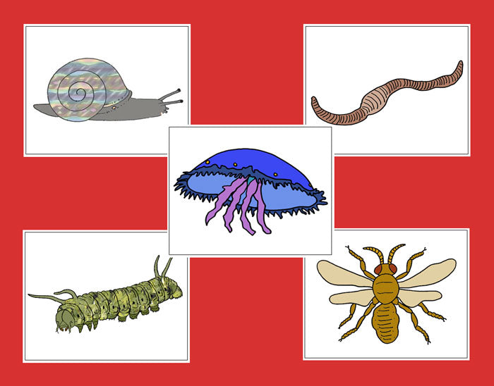 Zoology Nomenclature Bundle (Red) Set 2 - Montessori Print Shop Digital Download