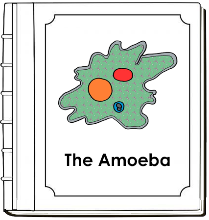 Parts of an Amoeba Nomenclature Book (red) - Montessori Print Shop Digital Download