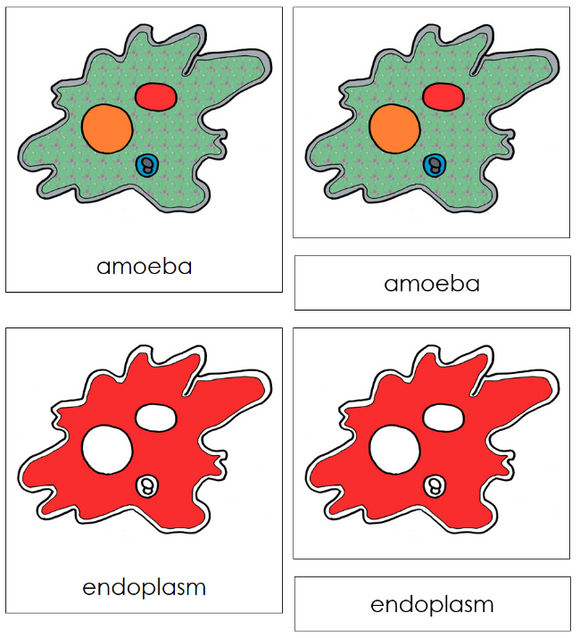 Amoeba Nomenclature Cards (red) - Montessori Print Shop Digital Download