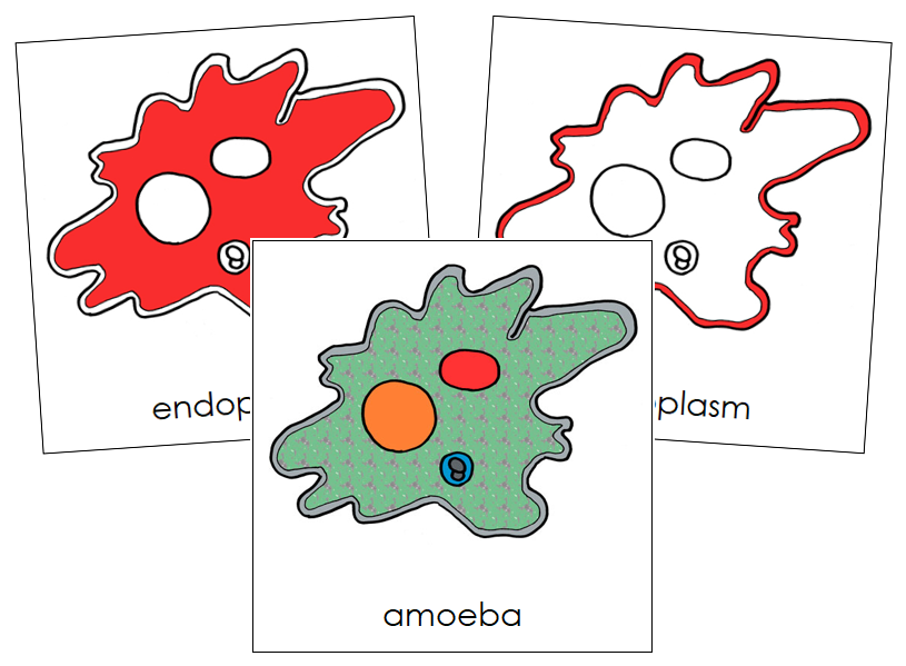 Amoeba Nomenclature Cards (red) - Montessori Print Shop