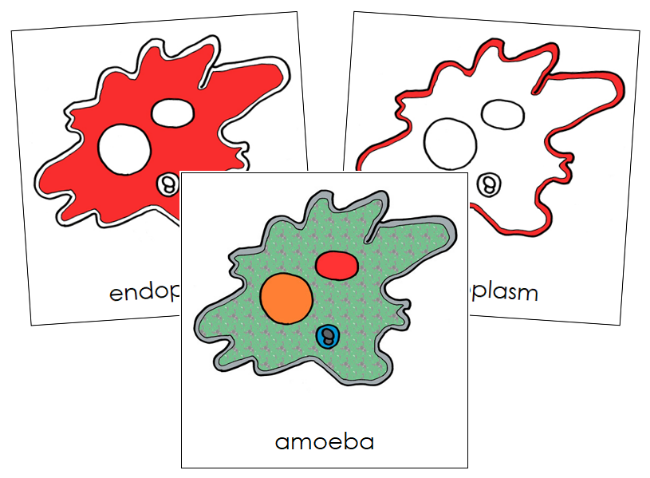 Amoeba Nomenclature Cards (red) - Montessori Print Shop Digital Download