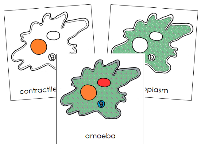 Parts of an Amoeba 3-Part Nomenclature Cards - Montessori Print Shop Digital Download