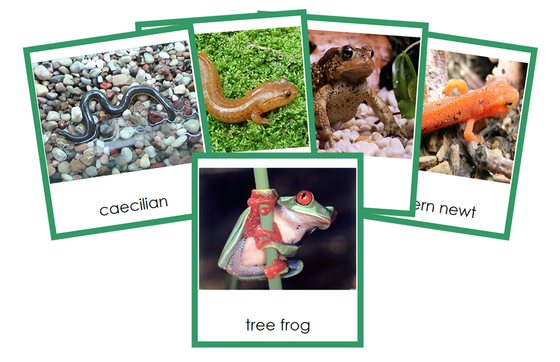 Amphibians 3-Part Cards (Animal Kingdom Cards) - Montessori Print Shop Digital Download