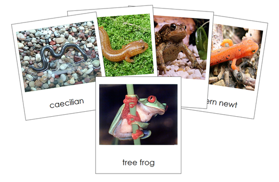 Amphibians 3-Part Cards (Animal Kingdom Cards) - Montessori Print Shop Digital Download