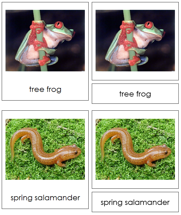 Amphibians 3-Part Cards (Animal Kingdom Cards) - Montessori Print Shop Digital Download