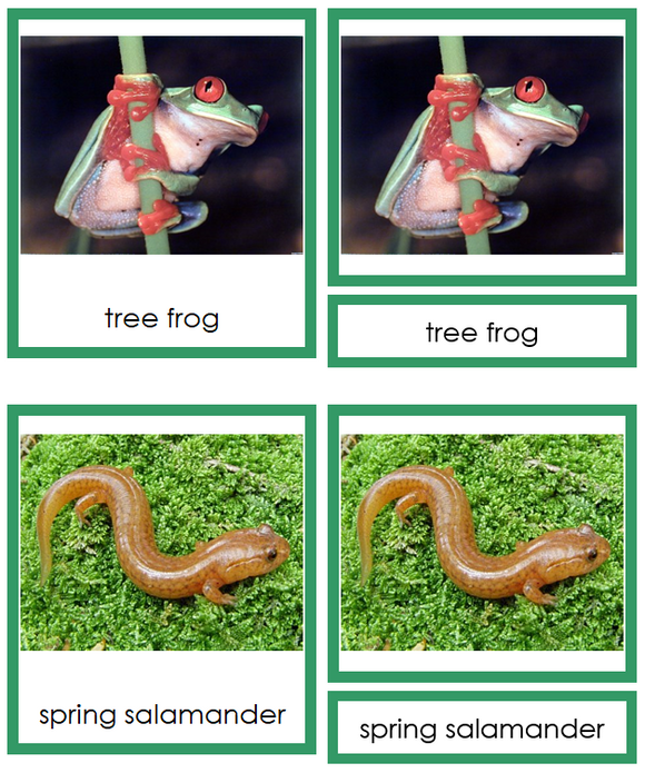 Amphibians 3-Part Cards (Animal Kingdom Cards) - Montessori Print Shop Digital Download