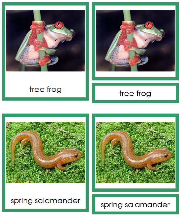 Amphibians 3-Part Cards (Animal Kingdom Cards) - Montessori Print Shop Digital Download