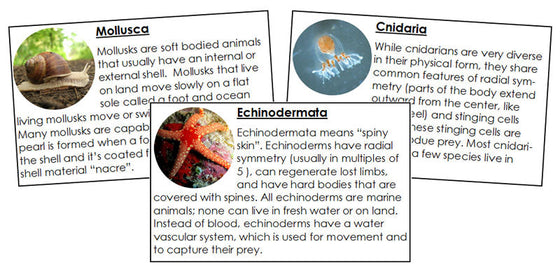 Animal Kingdom Information Cards - Montessori Print Shop Digital Download