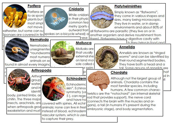 Animal Kingdom Information Cards - Montessori Print Shop Digital Download