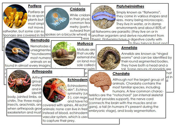Animal Kingdom Information Cards - Montessori Print Shop Digital Download