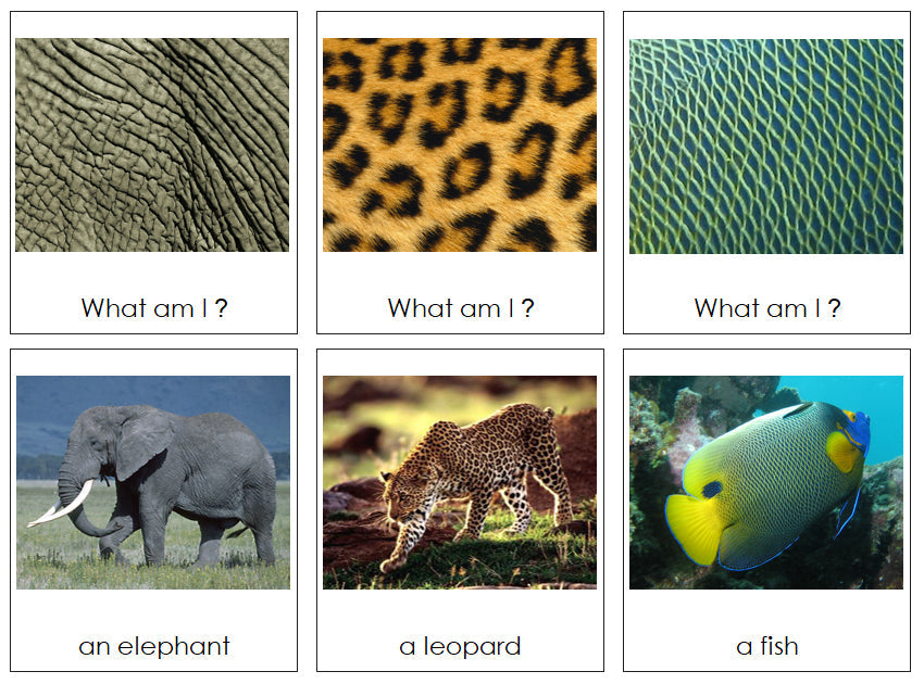 Animal Skin Matching Cards - Montessori Print Shop Digital Download zoology cards