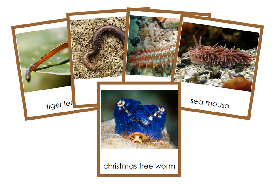 Types of Annelida  Cards (color) - Montessori Print Shop Digital Download