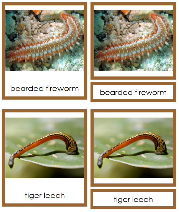 Annelida Cards - Montessori Print Shop Digital Download