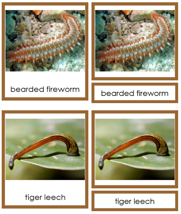 Types of Annelida  Cards (color) - Montessori Print Shop Digital Download