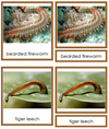 8 types of Annelida (Animal Kingdom) - Montessori Print Shop