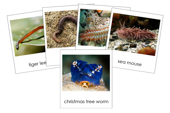 Types of Annelida  Cards - Montessori Print Shop Digital Download