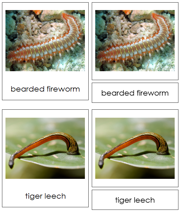 8 types of Annelida (Animal Kingdom) - Montessori Print Shop Digital Download