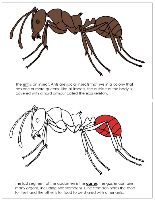 Parts of an Ant Nomenclature Book (red) - Montessori Print Shop Digital Download